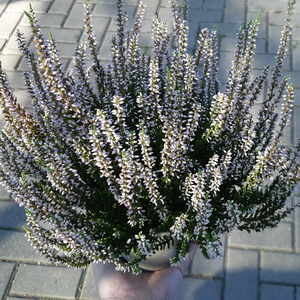 Virzis Kapu Prieziura 300x300