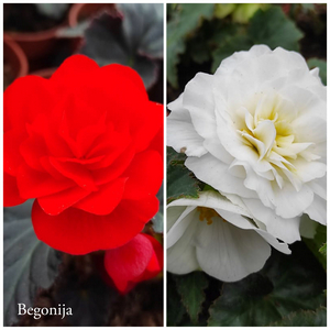 Begonija