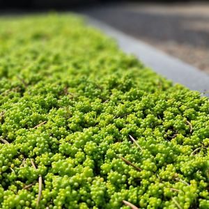 1200x1200 Kapu Prieziura