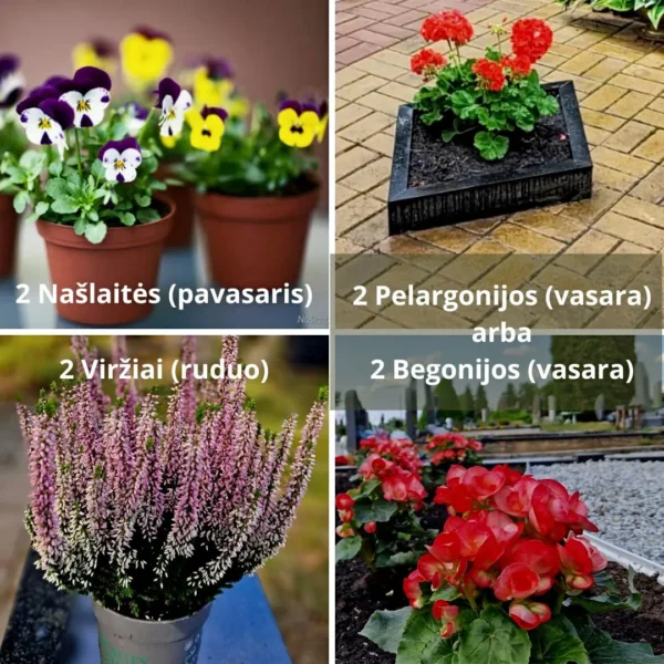 Našlaitės (Pavasaris), Pelargonija / Begonija (Vasara), Viržiai (Ruduo)