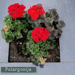 Pelargonijos