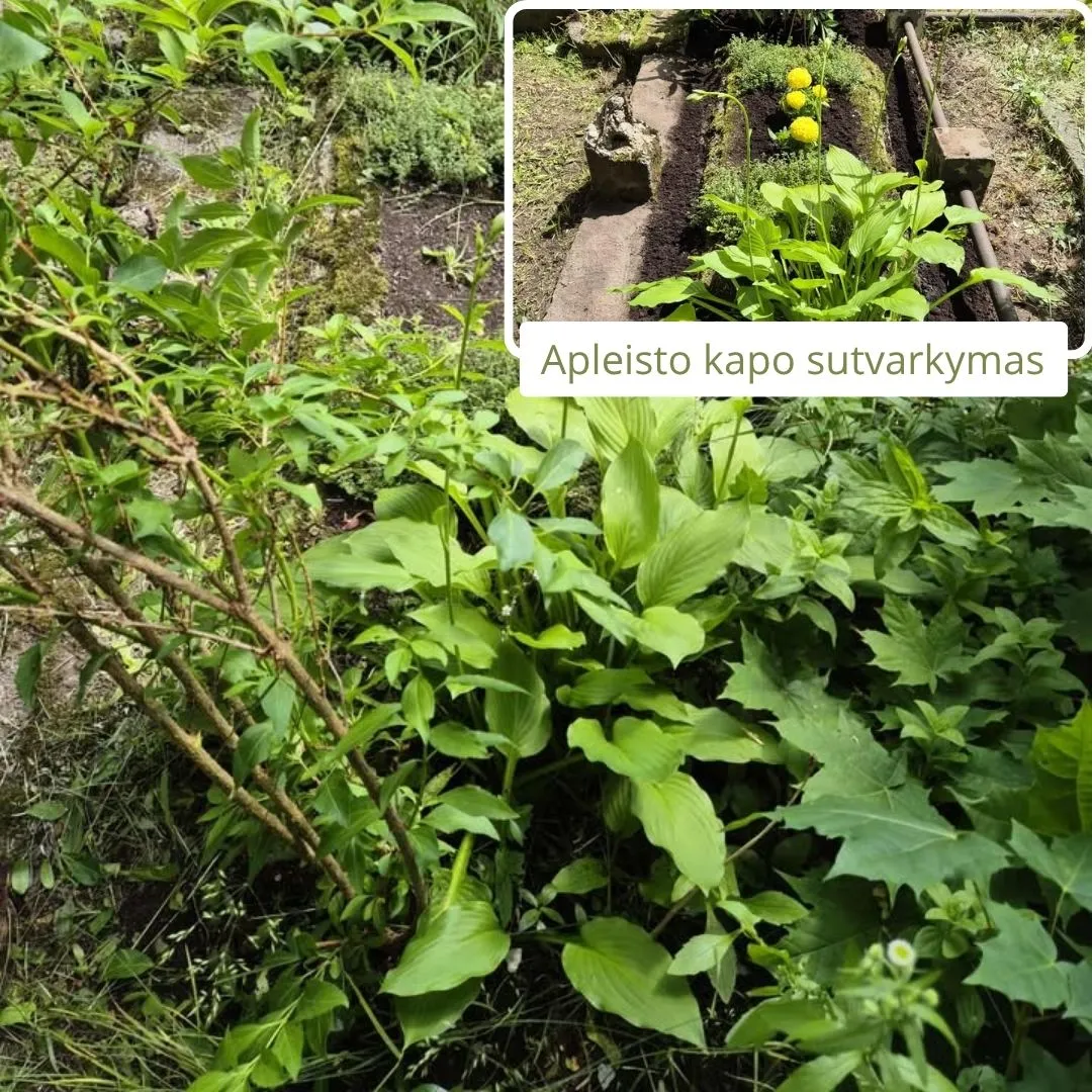 Apleisto Nepriziureto Kapo Tvarkymas 10 (2)